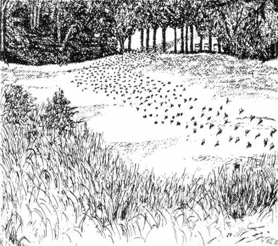 For those who seek their company, the sight of swarming bees is a wonder of nature.